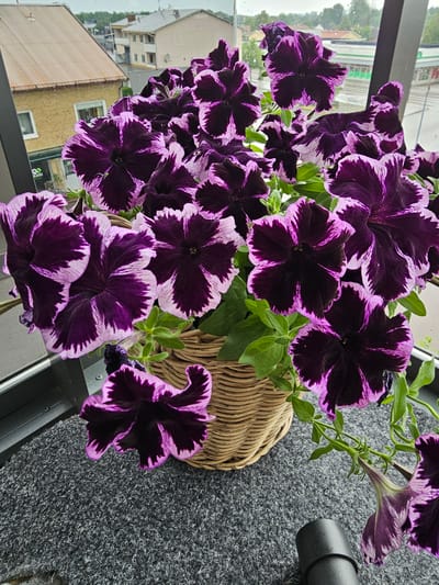 A close-up shot displays a wicker basket filled with dark purple and white petunias, likely on a windowsill. The petunias exhibit a striking color pattern, with deep purple centers fading to white edges, often with jagged purple markings along the white. The basket is placed on a grey, textured surface, possibly a rug or mat, which covers a window ledge or balcony. Behind the flowers, through a window, a blurred cityscape is visible. The architecture suggests residential buildings, with sloped roofs, some appearing to be painted yellow and others beige. One building in the foreground has a corrugated brown roof. The sky appears overcast. This scene is situated in Smålandsstenar, Sweden, as indicated by the architectural style and the general environment. No people are present in the image, and no actions are being depicted.