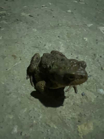 A brown toad sits on a textured gray surface, likely concrete. The toad is facing the top of the frame, casting a distinct shadow to its right. Its limbs are positioned close to its body. The setting appears to be dimly lit.