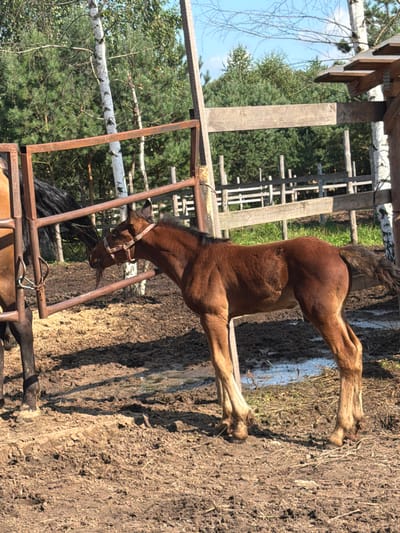 The image depicts a foal standing in a muddy enclosure at a horse farm in Vybolovo, Russia. The foal is light brown with a pink halter and is positioned in the center of the frame, facing towards the left. To the left of the foal, a portion of a darker horse is visible, partially obscured by a rusty metal fence. The enclosure's ground is uneven and muddy, with some patches of water. In the background, a wooden fence runs horizontally, and beyond that, a dense forest with birch and pine trees is visible under a clear blue sky. The overall scene suggests a rural setting on a sunny day.