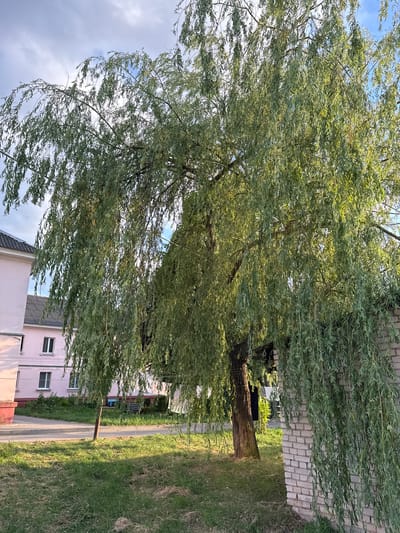 This image depicts an outdoor scene dominated by a large weeping willow tree with lush green foliage. The tree's branches cascade downwards, creating a canopy that partially obscures the background. To the right of the tree, a light-colored brick wall runs vertically, and beyond it, a patch of grass is visible.

In the middle ground, several buildings are present. One building is a pale pink multi-story structure with visible windows. Another building, partially visible in the foreground, has a dark, sloped roof. A paved pathway or road runs alongside the grassy area, separating the buildings from the lawn.

The sky above is a mix of blue and white clouds, suggesting fair weather. The lighting indicates it is likely daytime, possibly late afternoon, given the warm tone of the light filtering through the leaves and casting shadows on the grass. The overall impression is a peaceful, natural setting adjacent to a residential or perhaps urban area. There is no discernible activity or people in the image. No visible text is present. The location context provided is Zhodzina, Belarus.