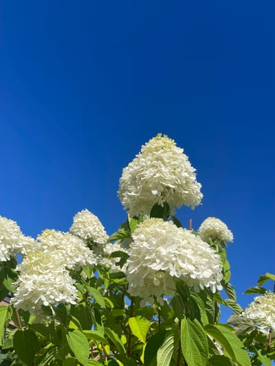 This image is a close-up shot of white hydrangeas in full bloom against a vibrant blue sky. The hydrangeas are a conical shape, with numerous small, delicate petals. The leaves of the plant are a deep green, providing a lush contrast to the white flowers and blue sky. The photograph appears to have been taken outdoors on a sunny day, with the bright sunlight illuminating the flowers. There are no people visible in the image. The scene suggests a well-maintained garden or park setting, indicative of a location within a city like Gresham, Oregon, known for its green spaces and residential gardens. The clear blue sky suggests fair weather, possibly during the summer months when hydrangeas are typically in bloom.