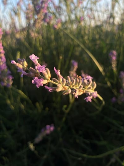 The image depicts a close-up view of lavender flowers bathed in soft, golden sunlight. The flowers are clustered on a stem, with delicate purple petals and fuzzy buds. The background is a blur of green foliage and hints of the sky, suggesting an outdoor setting, likely a field or garden. There are no people or specific urban elements visible that would indicate a location within the city of Balâ, Turkey. The focus is on the natural beauty of the lavender plants.