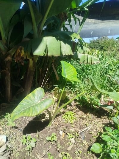 A banana tree stands prominently with large, green leaves. In front of it, taro plants thrive with broad, heart-shaped leaves. The ground around the plants is a mix of soil, small weeds, and grass. Sunlight streams through the canopy, creating patches of light and shadow on the ground. A metal structure is vaguely visible in the background.