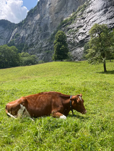 A brown and white cow rests in a lush green meadow with a steep, rocky cliff face in the background. The cliff features streaks of water, indicating waterfalls or seeping moisture, and is partially covered in vegetation at its base. Trees dot the landscape, with some growing near the cliff and a lone tree standing in the meadow to the right. The sky above is blue with scattered white clouds. The scene appears to be a pastoral setting in Wengen, Switzerland, characterized by its dramatic mountain scenery and alpine meadows.