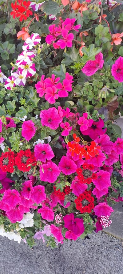 A close-up, top-down view showcases a vibrant collection of potted flowers situated next to a rough, grey textured surface, likely a pavement or wall. The arrangement is a dense mix of various flowering plants, dominated by bright fuchsia pink petunias and geraniums. Interspersed are clusters of small, deep red flowers, as well as some white and pink variegated petunias. A few delicate orange flowers and soft pink petals add subtle highlights to the composition. The lush green foliage provides a verdant backdrop, creating a lively and colorful display. The lighting suggests it is daytime, with no specific weather conditions discernible beyond the clarity of the image. The scene appears to be in an outdoor setting, possibly a garden or a public space given the proximity to a paved area. There is no visible text in the image. The overall impression is one of natural beauty and abundant bloom.
