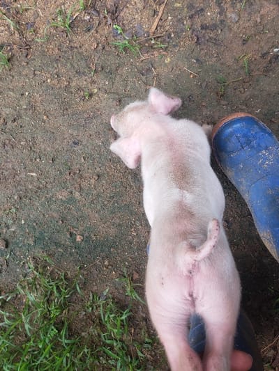 The image, captured from an overhead perspective in Okola, Cameroon, displays a light-pink piglet resting on a dirt ground. The piglet is oriented with its head towards the upper left of the frame and its hindquarters towards the lower right. Its skin exhibits minor soiling. A human foot encased in a blue rubber boot is partially visible in the upper right, positioned in close proximity to the piglet's head. The ground consists primarily of dark brown soil, interspersed with patches of green grass and scattered organic debris.