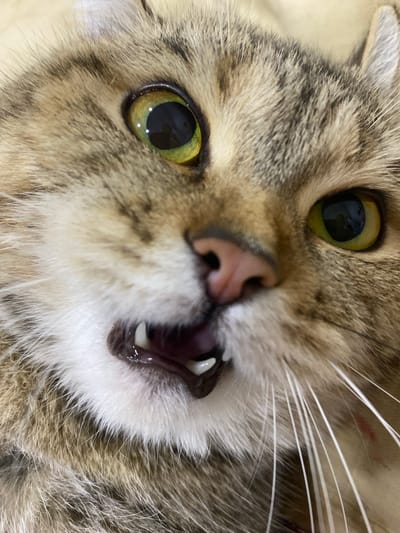 A close-up, slightly upward-angled, eye-level, full-frame shot captures the face of a tabby cat. The cat’s mouth is slightly open, revealing white teeth and a pink tongue. Its eyes are wide open, with bright green irises and black pupils. The cat’s fur is a mix of brown, black, and white. The background is blurred and appears to be a light-colored surface. The scene is indoors and no specific location within the city of Unknown can be determined.