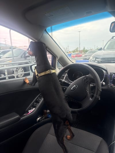 A black Miniature Pinscher dog stands on the driver's side seat of a car, with its front paws resting on the open car door and its head and upper body looking out the window. The dog is wearing a tan harness. The interior of the car, a Kia, is visible, including the steering wheel, dashboard, and door controls. Outside the car, a parking lot is visible with other vehicles and what appears to be a shopping cart corral. The sky is overcast. The image was taken in Niles, United States of America.