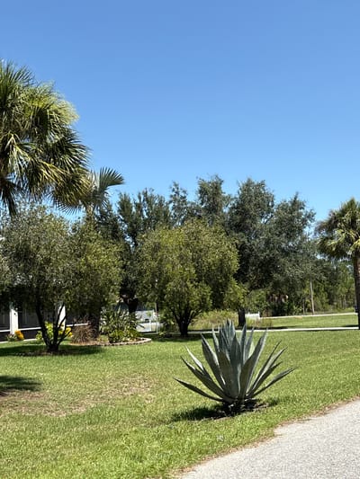 The image depicts a sunny day in Lehigh Acres, Florida, United States of America. The foreground features a large agave plant situated on a well-maintained green lawn. To the left, a paved path is visible. In the middle ground, a variety of trees, including palm trees and leafy trees, are interspersed with a white picket fence and parts of a building. The background shows more trees and a clear blue sky. No people are present in the image.