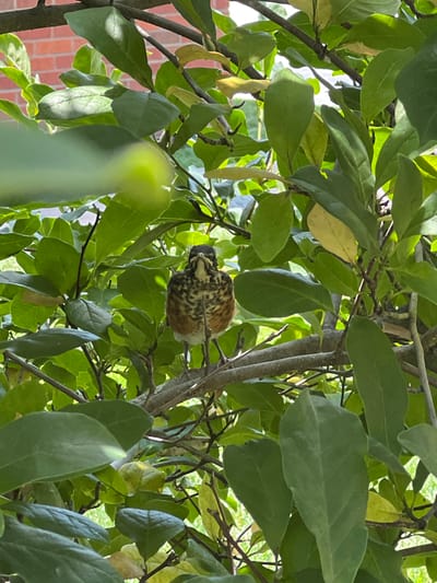 A young bird with spotted brown and white plumage is perched on a tree branch, surrounded by lush green leaves. The bird is facing the camera, with its head slightly tilted. In the background, a brick building is visible, suggesting an urban or suburban setting. The lighting indicates it is daytime, with sunlight filtering through the foliage. The image appears to be taken in Columbia, United States of America, given the context of the request.