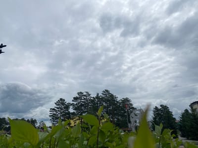 In Belorechensky, Russia, a low-angle shot captures an overcast sky filled with textured clouds. In the foreground, lush green leaves obscure the lower portion of the frame. A line of evergreen trees stretches across the middle ground, with darker, denser foliage toward the left and sparser trees on the right. Behind the trees, a bright yellow building is partially visible. To the right, a portion of a building with a visible window is present. A metal sculpture, possibly depicting birds in flight, stands near the center-right, with a red flag on a flagpole next to it. In the far left, a silhouetted structure appears to be a signpost with multiple arms, possibly indicating directions.