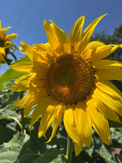 A close-up, eye-level shot focuses on a large, vibrant sunflower with bright yellow petals and a detailed center of seeds. The sunflower is in the foreground, taking up most of the frame. A smaller sunflower is visible in the blurred background to the left. The scene is set outdoors under a clear, bright blue sky. The leaves of the sunflower are a deep green and are also in the foreground, partially obscuring the stem. A single small insect is visible on one of the sunflower's petals. The location is identified as Smykov, Russia, implying a rural or garden setting. The lighting suggests a sunny day, likely midday. There are no people or animals other than the insect present.
