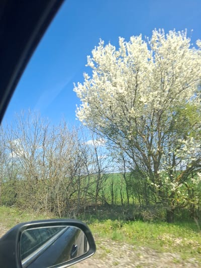 The image shows a view from inside a vehicle, likely a car, with the side mirror visible. The scene is outdoors, with a blue sky visible above and trees lining the side of the road. Some trees are in full bloom with white flowers, while others are less developed. The landscape is partially grassy. The location is Studeno Buche, Bulgaria. The image captures the interaction between the observer inside the vehicle and the outdoor environment.