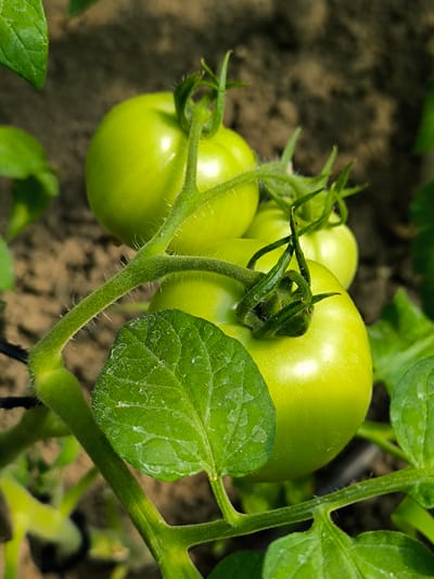 A close-up, vertical shot depicts a cluster of unripe, green tomatoes growing on a vine. The tomatoes are a vibrant lime green, with smooth, slightly glossy skins. Some of the tomatoes have small water droplets on their surfaces. The vine is covered in fine, white hairs and has several green leaves attached, some of which are also speckled with water. The background is blurred and consists of dark, earthy soil, suggesting the tomatoes are in a garden or field. The lighting is bright and natural, highlighting the textures of the tomatoes and foliage. The scene is devoid of any human presence or activity, focusing solely on the natural growth of the produce.