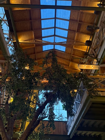 The image captures an interior scene in San Cristóbal, Mexico. The vantage point is from below, looking upwards toward a high, peaked wooden ceiling with several rectangular skylights covered with a dark material. The ceiling's construction is visibly framed with wooden beams. Suspended from the ceiling, mechanical elements like wheels and a lighting fixture are incorporated into the decor. A large tree, replete with leaves and branches, dominates the foreground and right side of the image, partially obscuring the view. The tree's trunk is thick and textured, and its canopy spreads out, adding a natural element to the built environment. The lighting is dim and ambient, with some illumination highlighting the wooden structure of the ceiling.