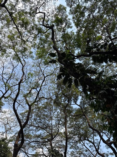 A low-angle shot captures a dense canopy of trees against a pale blue sky. A network of branches interlaces, some covered with lush green leaves, while others are bare, revealing intricate patterns. The foliage varies from dense clusters to sparse arrangements, with hints of sunlight peeking through the gaps. The composition emphasizes the complex interplay of organic forms and the sky, creating a natural, textured scene.