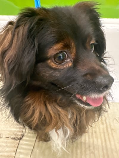 A close-up, vertical shot features the head and upper body of a long-haired dog, likely a spaniel breed, tilted upwards and looking towards the right side of the frame. The dog has dark brown and black fur with lighter brown, almost auburn, highlights, particularly around its ears and chest. Its prominent, dark brown eye is bright and reflective, capturing light. A pink tongue is partially visible, slightly extended from its mouth, suggesting panting or a happy expression. The dog's dark nose is also visible. Some white fur is present around its lower jaw and neck area. A hint of a blue collar or leash is seen on the far left.

The background on the left side of the image is a vibrant, bright green surface, possibly a wall or a piece of furniture. On the right, the background transitions to a lighter, beige or light brown surface with horizontal striations, which could be wood paneling or flooring. The lighting appears soft and even, suggesting an indoor setting. The dog's expression conveys curiosity, alertness, and a sense of contentment or happiness. There is no visible text in the image. The scene captures a candid moment of the dog indoors in Pitt Meadows, Canada.