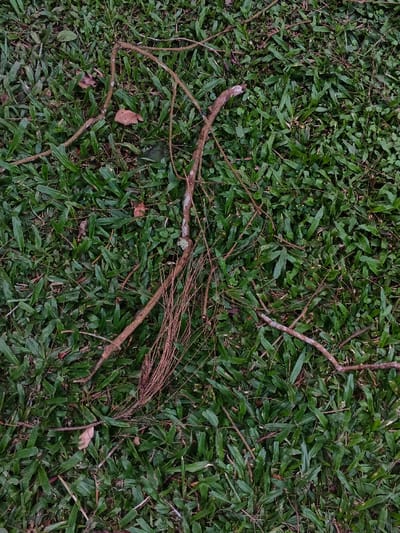 Green grass covers the ground, interspersed with fallen twigs and branches of varying thickness. A cluster of dry, brown pine needles lies entangled with one of the branches. Small brown leaves are also scattered among the grass blades. The scene depicts a natural, slightly unkempt outdoor environment.