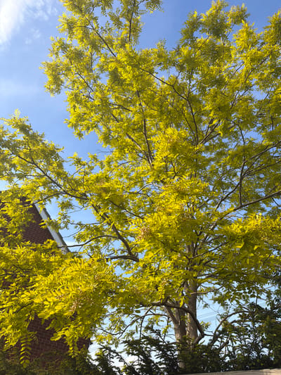 The image shows a view looking up into the branches of a tree with yellow-green foliage. Patches of blue sky are visible through the leaves. Part of a brick building with a visible roofline can be seen at the bottom right of the frame. The location is inferred to be within the city of South Oxfordshire, United Kingdom, based on the query context, although there are no explicit visual clues in the image itself to confirm the location. The overall scene appears to be a view of the tree from a street or yard, with the building suggesting an urban or suburban setting.