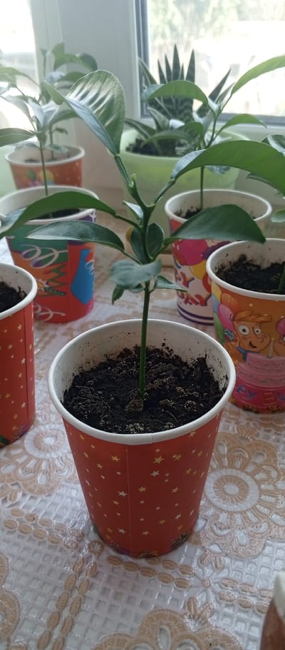 The image shows several small potted plants, likely seedlings, in paper cups on a table covered with a patterned tablecloth. The cups are decorated with colorful designs, including stars and cartoon characters. In the foreground, a single seedling in a red cup with yellow stars is prominently featured. In the background, other seedlings in similarly decorated cups are visible, along with a larger green pot containing a plant. A window is visible behind the plants, with diffused light suggesting it is daytime. The overall scene appears to be an indoor setting, possibly a windowsill or a table near a window. There is no indication of the location being in Ishim, Russia, or any other specific city.