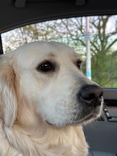 The image displays a close-up, profile view of a light-furred Golden Retriever dog situated inside a vehicle in Brentwood, United Kingdom. The dog's head occupies the majority of the frame, showcasing cream-colored fur, dark brown eyes, and a black nose. Its gaze is directed towards the upper right, seemingly out of the vehicle's window. The vehicle's interior features a dark gray headliner with a visible handle element at the top left, and dark gray dashboard or door panel components are visible on the right. Through the vehicle window, a blurred outdoor environment is discernible, including green tree foliage and a vertical light blue pole or sign structure. The scene is illuminated by natural light, indicating daytime. No human subjects or direct interactions are visible.