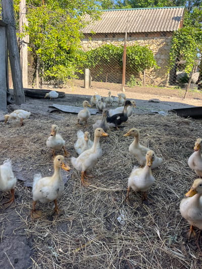A flock of young ducks, predominantly white and yellow, is gathered in a fenced outdoor enclosure. The ground is covered in dry hay and dirt. In the background, a rustic stone and brick building with a corrugated metal roof stands behind a wire fence. Lush green foliage from trees and vines surrounds the structure. The scene appears to be a farm or rural yard. There are no people visible.