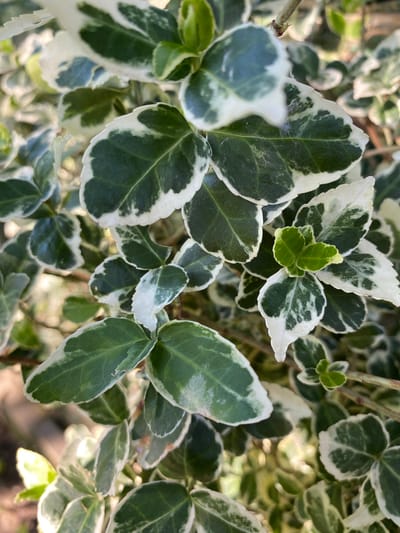 The image shows a close-up, low-angle shot of variegated euonymus leaves. The leaves are oval-shaped with a glossy texture and feature a prominent green center surrounded by a creamy white or pale green margin. The lighting suggests it is daytime, with dappled sunlight illuminating some of the leaves and creating soft shadows. The background is out of focus, showing more of the plant and some brown branches, hinting at a garden or outdoor setting. There is no indication of Luh, Ukraine, or any other specific location within the image.