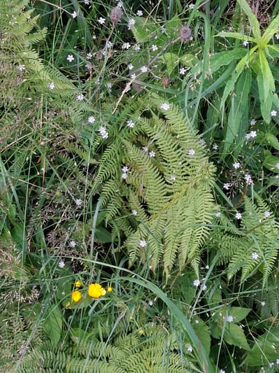 The image is a close-up, eye-level shot of a dense natural environment, likely a meadow or woodland edge, in Mikkeli, Finland. The dominant elements are various green plants, including ferns and tall grasses, interspersed with small white flowers and a cluster of bright yellow buttercups in the lower center. The lighting suggests an overcast day, as there are no harsh shadows. The composition is chaotic, with overlapping foliage creating a sense of depth. There are no people or animals visible in the image. The focus is on the textures and varied shades of green, with the small white and yellow flowers providing points of contrast.