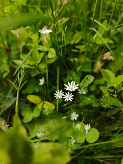 The image is a close-up, ground-level view of a patch of green vegetation, likely in a natural or semi-natural outdoor setting. The foreground is dominated by lush green leaves and blades of grass, with some out-of-focus foliage obscuring the lower left portion of the frame. Several small, delicate white flowers with prominent yellow centers are scattered throughout the scene, some in focus and others slightly blurred. These flowers appear to be growing among clover leaves and tall, thin grass stems. In the background, the greenery continues, creating a dense, layered effect with varying shades of green. There are no people or animals visible in the image. The overall impression is one of a wild or minimally managed natural area, possibly a meadow, field, or forest floor. The lighting suggests it is daytime, with soft, diffused light filtering through the foliage. The location is identified as Medvedyovka, Russia.