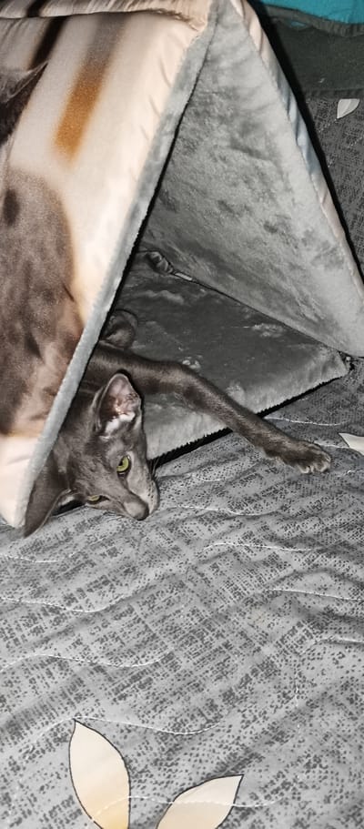 A short-haired grey cat with green eyes is lying on a grey, patterned blanket, peeking out from under a grey cat tent. The cat's head is turned to the right, and its body is extended to the left. The cat tent is made of soft, plush material. The background is a grey, patterned blanket with white stitching. The image is taken from a medium-high angle.