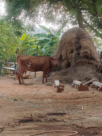 In Kammavaripalli, India, a reddish-brown cow with short horns stands in a dirt-covered yard. Patches of white are visible on its hide. Behind the cow is a large, conical haystack. Scattered around the base of the haystack are several wooden planks and brick fragments. In the background, green vegetation is present, including banana trees. A metal bench sits to the left of the frame. Pieces of hay litter the ground. A faint mountain ridge is visible in the distance.