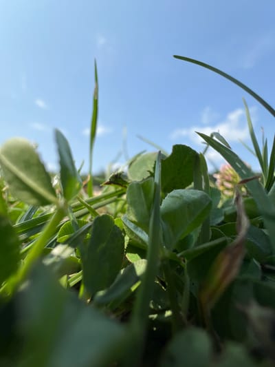 A close-up, low-angle shot of green clover and grass under a clear blue sky with scattered clouds, taken in Mykhalcha, Ukraine. The foreground is dominated by lush green foliage, with a few blades of grass and clover leaves sharp and in focus. In the mid-ground, a pink clover flower is partially visible, adding a touch of color to the otherwise green landscape. The background consists of the expansive sky, with a gentle hint of clouds. The lighting suggests it is daytime, likely during sunny weather. The perspective is as if the camera is lying on the ground, looking up through the plants towards the sky. There are no people or animals visible in the frame.