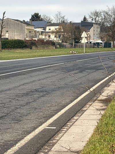 The image displays an outdoor scene in Bech-Kleinmacher, Luxembourg, under an overcast sky. A two-lane asphalt road, marked by a solid white line on its right edge and a parallel broken white line further left, occupies the foreground and midground. To the immediate right, a concrete sidewalk abuts a grassy verge. On the opposite side of the road, on a wide, green grassy area, two geese are present. One goose stands upright, while the other appears lower to the ground. Behind them, a white triangular road sign with two upward-pointing arrows is visible. In the background, a line of multi-story residential buildings with varying architectural styles, some featuring balconies and one with solar panels on its roof, is set against a backdrop of bare deciduous trees and evergreen hedges. No human figures are visible.