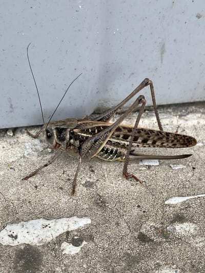 A large grasshopper is shown in profile, facing left, perched on a rough concrete surface next to a light-colored wall. The grasshopper has long antennae, prominent compound eyes, and spiny legs. Its wings are a mottled brown and black, with lighter striped patterns on its abdomen. The concrete is textured with small pebbles and has some white debris and dark stains. The background is dominated by the plain, light-colored wall, which appears to be an exterior surface. The scene suggests an outdoor urban environment.