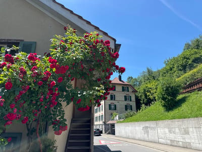 This image captures a street scene in Wald (ZH), Switzerland, on a bright, sunny day. In the foreground, a building with light-colored stucco walls features a prominent climbing rose bush laden with vibrant red roses, partially obscuring an exterior staircase leading upwards. The rose bush drapes over the side of the building, its branches reaching towards the sky. To the left, a closed green shutter is visible on a window.

Further into the scene, a road curves gently. On the right side of the road, a sloped grassy hill is covered in lush green grass, meeting a high concrete retaining wall. Behind the wall, dense green trees create a natural backdrop. Opposite the hill, a multi-story building with a red-tiled roof and yellow brick facade is situated. It has numerous windows with green shutters. A black car is parked on the side of the road near the building, with its driver's side door ajar. The road surface displays a red and white pedestrian crossing sign, indicating a school zone. The sky is a clear, bright blue with a faint white contrail visible.