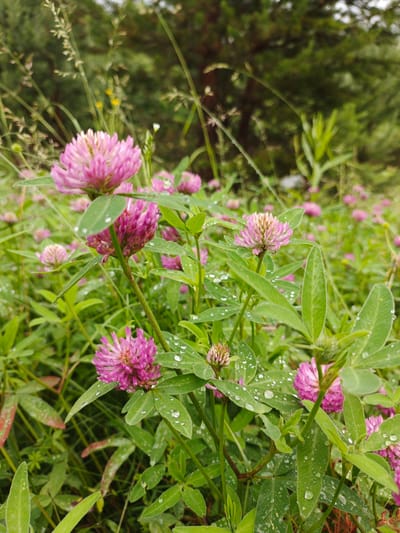In Medvedyovka, Russia, a close-up, low-angle shot captures a patch of blooming red clover. The flowers, in various stages of bloom, display vibrant pink petals with some featuring white tips. Water droplets are visible on the clover leaves and petals, indicating recent rainfall or dew. The surrounding foliage is a rich green, with some grass stalks and other plants intermingling with the clover. In the background, a blur of deeper green suggests trees and a slightly overcast sky. No people or animals are present in the image.