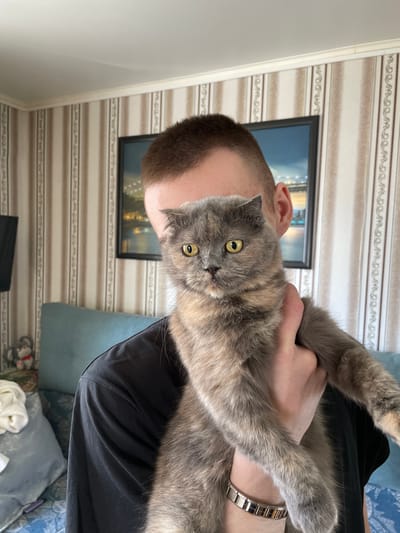 An indoor, portrait-oriented image shows a person holding a cat. The main subject is a medium-haired cat, likely a Scottish Fold due to its distinctive folded ears, with a dilute calico or tortie coat pattern of grey, beige, and cream colors. The cat has wide, bright yellow-green eyes and is looking directly at the viewer with a curious or slightly startled expression. Its front paws are extended upwards, resting on the arm and chest of the person.

The person holding the cat is visible from the side, with a closely cropped, dark brown haircut. They are wearing a black t-shirt, and a silver-toned, link-style bracelet is visible on their left wrist.

The background features a wall covered in striped wallpaper, with alternating bands of light cream and a decorative pattern of repeating, stylized motifs in a darker beige. A dark-framed object, possibly a television or a framed picture, hangs on the wall, displaying a blurry image that suggests a distant city or landscape. To the right, a section of a blue upholstered sofa or cushion is visible, along with a white fabric item and a small, red-faced toy animal on the furniture or floor below. The lighting suggests it is daytime.

No discernible text is visible in the image. The setting is a residential indoor space, within the context of Ulukulevo, Russia.