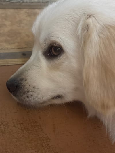 This is a close-up, eye-level shot of a white dog's face, tilted to its right, lying down. The dog's fur is long and appears to be light cream or white. The main focus is on the dog's face, particularly its left eye, which is dark brown with a glint of light reflecting in it. The eye is partially obscured by the dog's fur. The dog's nose is dark and appears wet. There are small, dark spots on the dog's muzzle. The background consists of a tiled surface, with some stripes visible on the left side of the frame, suggesting a floor. The lighting is soft and diffused, indicating an indoor setting, possibly during the day. There is no visible text in the image. The overall mood is calm and peaceful, suggesting the dog is resting or relaxed.