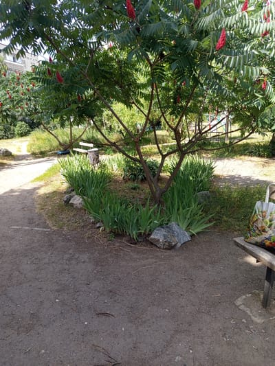 The image depicts an outdoor scene, possibly a park or a residential courtyard, in Pavlohrad, Ukraine. A large tree with vibrant green leaves and striking red, cone-shaped seed clusters dominates the foreground. The tree's branches spread outwards, casting dappled shadows on the ground.
In the mid-ground, a paved pathway curves to the left. Beside the pathway, a cluster of tall, green, sword-like plants grows. Among these plants, a grey rock is visible. Further back, a wooden bench with a metal trash receptacle sits near the pathway. The bench has a decorative bag resting on it, featuring a colorful illustration of a house and fruits.
In the background, more greenery and trees are present, and a building with windows can be seen on the left. On the right, a playground structure with colorful bars is partially visible. The ground is covered with dirt and scattered dry leaves and twigs. The overall impression is one of a natural, somewhat overgrown urban outdoor space on a sunny day.