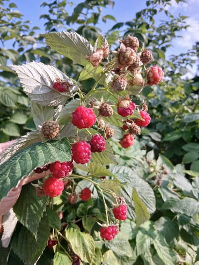 This media file features a close-up shot of ripe and unripe raspberries on a bush, set against a backdrop of green leaves and a bright blue sky. The raspberries vary in color from pale green and pink to deep red, indicating different stages of ripeness. Some are fully formed, while others are still developing. The leaves of the raspberry bush are detailed, with visible veins and serrated edges. The overall scene suggests a natural, outdoor setting, likely a garden or a field, under clear, sunny weather conditions. The lighting indicates it is daytime, with the sun casting distinct shadows and highlighting the textures of the berries and leaves. There are no people or visible text in the image. The focus is solely on the fruit and foliage of the raspberry plant. The location context provided is Sadovoe, Kyrgyzstan, which aligns with the appearance of a rural or agricultural setting where berry bushes would be common.