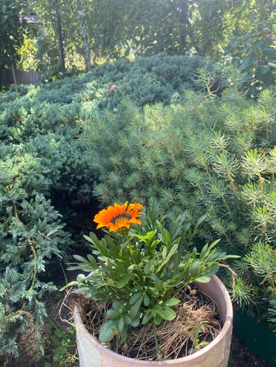 An orange Gazania flower in a light brown pot sits in front of a dense, green shrubbery in a garden setting. The flower has dark stripes near its center. The background consists of more lush green plants, including what appears to be a juniper bush and a rosemary bush. The sun is shining, casting dappled light on the scene, suggesting it is daytime. The image does not contain any people or animals. The location is identified as Znamenski Selski Sovet, Belarus.
