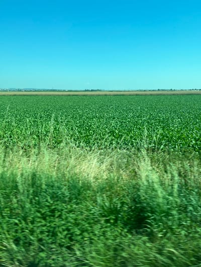 A landscape scene displays a clear, bright blue sky occupying the left side of the image. To the right of the sky, a vast green field extends, possibly a crop like soybeans or corn. In the foreground's right, a blurred section suggests movement, likely tall grasses or weeds. A thin strip near the horizon indicates distant trees or buildings. The image is horizontally oriented, with the sky and field divided vertically.