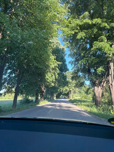 The image depicts a straight asphalt road in Dalbok Dol, Bulgaria, viewed from inside a vehicle. The road is lined with mature trees forming a canopy overhead, creating patches of light and shadow on the road surface. Green grassy areas border the road on either side. The vehicle's interior is visible in the foreground on the right. The sky is partially visible through the tree canopy.