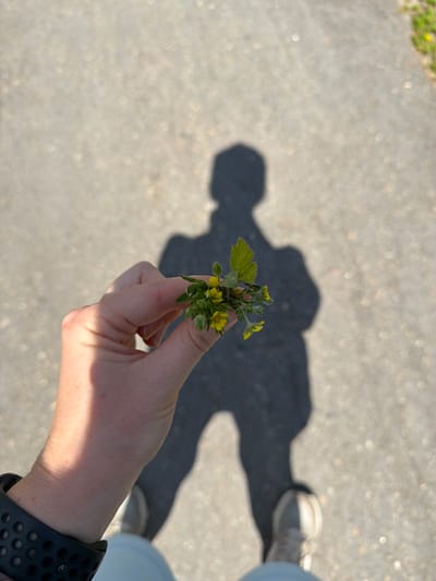 A first-person perspective shot shows a hand holding a small cluster of yellow wildflowers and green leaves. The hand is in the lower left quadrant of the frame, with a shadow of the person holding the flowers cast on the asphalt ground behind it. The shadow extends to the lower right of the frame, showing the silhouette of a person standing. The ground is an asphalt surface, possibly a road or sidewalk, with some small pebbles visible. The lighting suggests it is daytime, with sunlight creating the shadow. The image is taken outdoors. No specific location in the city of Кульдур, Russia can be identified from the visual information provided.