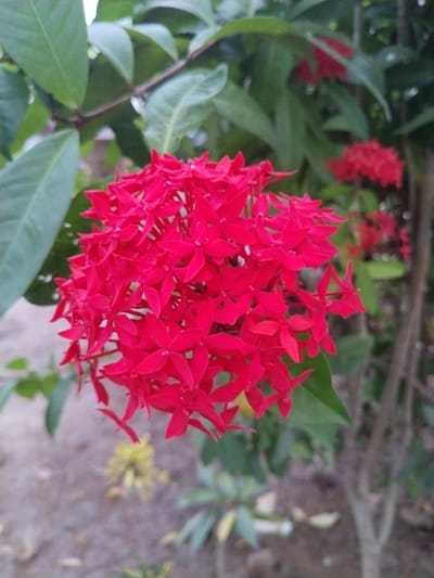 The image displays a close-up, eye-level view of a vibrant red flowering plant, likely Ixora, situated outdoors in Teupinbayu, Indonesia. The primary subject is a large, dense cluster of small, star-shaped, four-petaled red flowers, dominating the center of the frame. Their intense crimson hue stands out vividly against the surrounding greenery. Individual florets show a slightly glossy texture, with subtle glints that might suggest dew or recent rain.

Lush, dark green leaves frame the flower cluster; some are in sharp focus in the upper left, while others are partially visible and softly blurred. In the background, additional, out-of-focus clusters of similar red flowers and green foliage suggest a larger plant or garden. The overall setting is a natural, vegetated area. The ground beneath the plant is blurred, appearing as light-colored earth or sand with hints of small, indistinct yellowish-green plants. The lighting is soft and diffused, characteristic of daylight, possibly during an overcast day or the softer hours of morning or late afternoon, as there are no harsh shadows. No people or visible text are present in the image. The scene evokes a feeling of natural beauty and the richness of tropical flora.