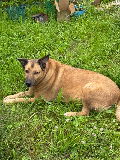 A medium-sized dog with tan fur and dark markings on its ears and face lies on a patch of green grass. The dog is positioned in the center of the frame, facing slightly left. In the background, there are various objects scattered in the grass, including green plastic containers, a cardboard box, and some leafy plants. The environment appears to be outdoors, possibly a yard or garden, consistent with a location in Подолино Ст, Russia. The lighting suggests it is daytime. There are no people visible in the image.