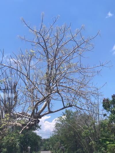 The image depicts a bare tree with a few sparse leaves against a blue sky with wispy clouds. Other greenery is visible in the background on the right side of the frame, suggesting a forested or vegetated area. The image appears to have been taken from a low angle, looking up at the tree. Given the prompt context, this scene is located in the city of Uleeblang, Indonesia.