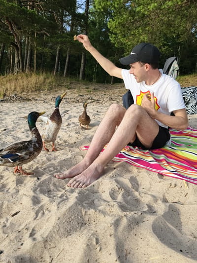 A man is sitting on a beach in Motala, Sweden, on a sunny day, feeding crackers to three ducks. He is wearing a white t-shirt with a yellow and red graphic, black shorts, and a black baseball cap. The man is sitting on a colorful striped blanket, and a backpack is visible behind him. The ducks are on the sandy beach, with one in the foreground to the left, another in the middle, and a third further back to the right. The background shows a line of pine trees. The lighting suggests it is late afternoon or early evening, with the sun casting long shadows. The man appears happy and engaged with the ducks. There is no visible text in the image.