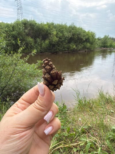 In the foreground of the image, a person's hand is visible, gently holding a pinecone. The hand has light-colored skin and is adorned with pale pink nail polish. The pinecone is a typical brown, cone-shaped structure with visible scales.

The background depicts a natural scene. A body of water, appearing to be a river, flows calmly, reflecting the overcast sky. The riverbanks are lined with lush green vegetation, including trees and tall grass. In the far distance, a large, metallic power line tower is visible against a cloudy sky. The overall setting suggests an outdoor environment, likely near a wooded area and a body of water. The image does not contain any explicit indicators to pinpoint its exact location within the city of Tsiolkovsky, Russia, beyond it being an outdoor, natural setting.