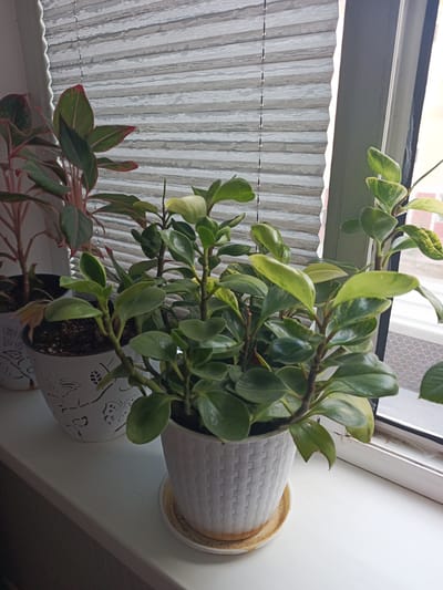 A group of potted plants are arranged on a white windowsill in front of a window with horizontal blinds. The blinds are a light gray color and appear to be made of a textured material. In the foreground, a white woven pot contains a plant with thick, glossy green leaves. A yellow saucer is placed beneath this pot. To the left, another white pot with a butterfly pattern holds a plant with darker green leaves tinged with red. The windowsill itself is white and extends to the right, where it meets a window frame. The background shows the interior of a room with muted lighting, suggesting it is daytime. The scene is indoors, likely a residential or office setting. The specific location of Hakkulabad, Uzbekistan cannot be determined from the visual information provided in the image.